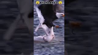 Fabiayyi alaai rabbikuma tukazzibaan 🦅🧡🤲arrehman youtubeshorts [upl. by Shum]