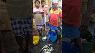 🐠🐟Fresh Murrel fish auction at kattumaavadi fishing seafood [upl. by Nosydam59]