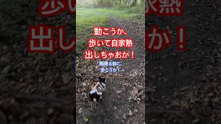 夕陽じゃなくて朝陽だけどね！ 歩く男 朝散歩 歩く効能 川越のヨガサークル￼ [upl. by Lipp]