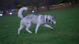 Loki The Husky playing fetch off leash in the park [upl. by Scotney]