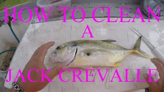 HOW TO CLEAN A JACK CREVALLE [upl. by Ilario855]