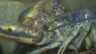 North American Lobster 15 seconds [upl. by Zelig]