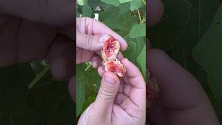 Shocking Truth About Figs The Secret Life of Fig Wasps Revealed [upl. by Sedaiuqlem]