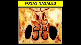 ANATOMÍA ES FÁCIL  FOSAS NASALES EN 5 MINUTOS [upl. by Nagirrek680]