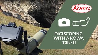 Digiscoping with a Kowa TSN1 [upl. by Ylimme918]