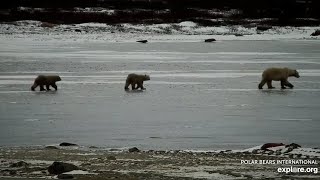 Mom and Coys Pass By the Tundra Buggy Lodge Exploreorg November 8 2024 [upl. by Trimmer]