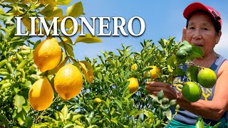 Tu LIMONERO EXPLOTARA EN Flores y Frutas  Fertilizante Orgánico para tu Árbol de limón 🍋 [upl. by Noy174]