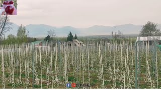 ultra high density apple plants  flowering  apple valley  gala apples  apple variety [upl. by Attevad965]