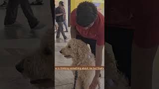 Goldendoodle 🐩  USA  usa love trending youtubeshorts share shorts shortvideo like dog [upl. by Valley]