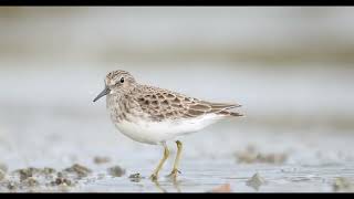 Least Sandpiper [upl. by Anatola]