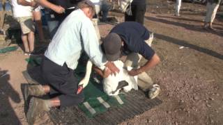 Abbotsbury swan round up 2013 HD [upl. by Ynettirb]