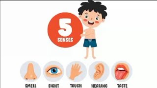 Learn About Your 5 Cool Sense Organs learnwithfunamt [upl. by Asoral]