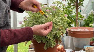 Taking Cuttings of Regal and Scented Pelargoniums [upl. by Sigfrid]