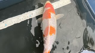 Failed pump 😡 jobs done and a look at some koi to sell koi ponds saturday [upl. by Ihdin375]