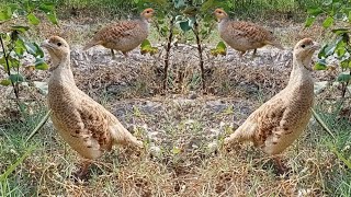 Dakhni teetar Irani teetar Teetar ki awaz Teetar sound Gray francolin voice [upl. by Duffy]