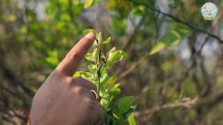 Die back disease management in citrus crops  नींबू वर्गीय फसलों में डाई बैक रोग प्रबंधन [upl. by Aiem]