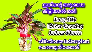 Fast Growing Plants At Home [upl. by Adelia]