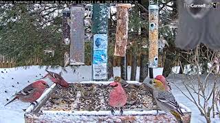 Nonstop Flying Finches  Colorful Grosbeaks And Redpolls Cover Ontario Feeders [upl. by Kohsa50]