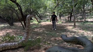 Anaconda Snake Chasing Boy  TB FILMS [upl. by Enida532]