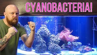 Cyanobacteria Battling this Menace in Your Saltwater Aquarium [upl. by Tisha]