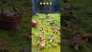 🔥🔥🔥🍄‍🟫🍄‍🟫🍄‍🟫🍁🍁🍁mushroom fungi porcini boletus грибы shorts грибочки pilze grzyby houby [upl. by Sissel]