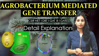 Agrobacterium tumefaciens mediated gene transfer I RDT I DBT I GAT B I CSIRNET I GATE I BARC I [upl. by Phaih]