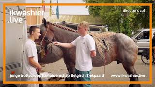 Belgische trekpaarden director’s cut Kampioenschap OostVlaanderen Landegem reeks ‘jonge trotteur’ [upl. by Onaivatco182]