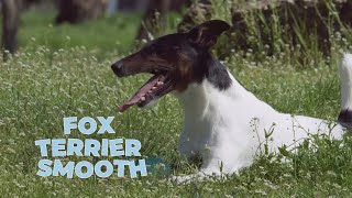 Smooth Fox Terrier Dog Breed  Facts and Traits [upl. by Avelin597]