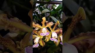 Cattleya Schilleriana var Caerulea Plantas adultas WhatsApp 17981904781 R15000  Frete [upl. by Calendra]