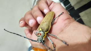 🔊LongHorn Beetle Sound 🪲 Beetle Sound Effects  Batocera rufomaculata  Mango Stem Borer Kida Sound [upl. by Reckford983]