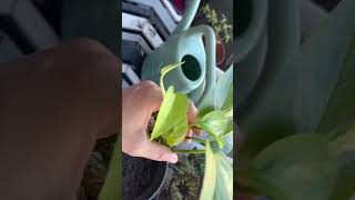 Propogating pothos [upl. by Bently]