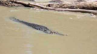 Estuarine Crocodile crossing the causeway at Cahills Crossing [upl. by Aneram]