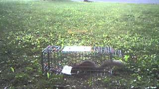 Grey Squirrel Trapped In A Tomahawk Live Trap [upl. by Rosemary]