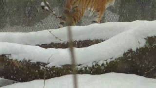 Siberian Tiger in the Snow Munich Zoo [upl. by Idyh]