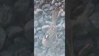 A Whitecrowned Sparrow in my grandparent’s backyard  Rec by my grandpa Nov 6 St George UT [upl. by Nadabb]