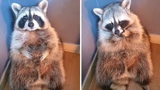 Pet raccoon sits and cries in the corner like a toddler in time out [upl. by Yeclek]