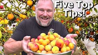 5 TIPS How to Grow a TON of Plums on ONE Small Tree [upl. by Lednam]