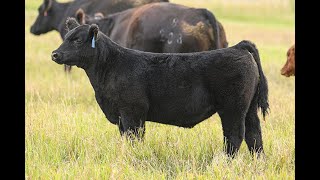 Reimann Pasture Sale 2024  Tag 61 [upl. by Magna]