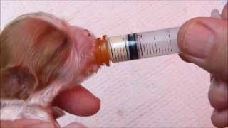 Using a Syringe to Feed a Newborn Puppy [upl. by Leseil275]