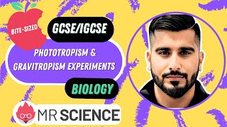 Phototropism amp Gravitropism experiments Darwin Bitesized  GCSE  IGCSE Biology Mr Science in 8K [upl. by Olympias]