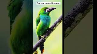 Crimsonrumped toucanet birds birdsounds nature shorts [upl. by Herzog]