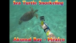 Sea Turtle Snorkeling  Akumal Bay  Playa del Carmen Mexico [upl. by Enirehtakyram]