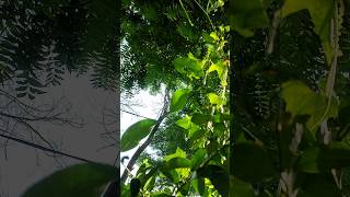 Co curricular activity rohtak school youtube shorts diy garden [upl. by Aeret]