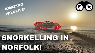 INCREDIBLE Snorkelling on the NORFOLK COAST  Hunstanton Beach North Norfolk Sandy Beach UK [upl. by Ahseek]