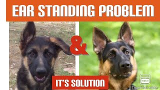 Ear standing problem in German shepherd dog ear tapping  dog के कान खड़े करने का तरीक़ा [upl. by Ahsitaf]