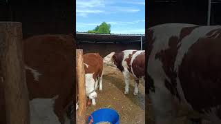 Cattle management Cattle price trend forecast Bull market analysis 424 [upl. by Adnorat47]