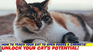 How to Teach Your Cat to Open Doors amp Cabinets [upl. by Idnaj]