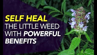 Self Heal — The Little Weed With POWERFUL Benefits [upl. by Jessika801]