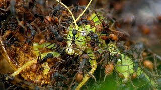 Army Ants Rampage Through The Forest  The Hunt  BBC Earth [upl. by Francie]