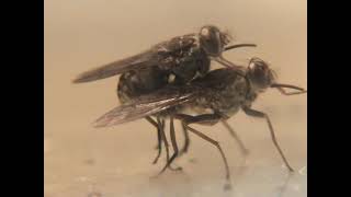 Tsetse flies mating behavior Glossina fuscipes [upl. by Amabel]